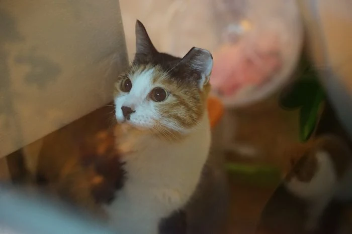 Pestrá kočka v útulku hledí nahoru s výraznýma očima.