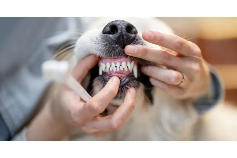 Vědecký pohled na zuby psa při veterinárním vyšetření bolesti zubů.