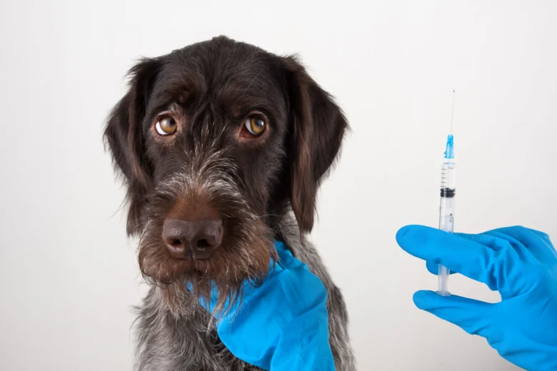 Pes s jehlou v ruce veterináře, ilustrace opožděného očkování.