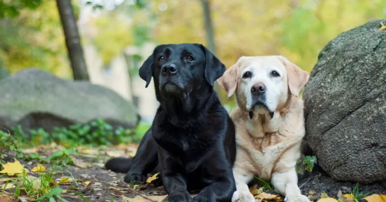 Černý žlutý labrador sedí vedle sebe na podzimní přírodě.