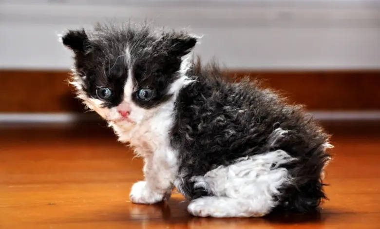 Malá kočka Devon Rex s kudrnatou srstí sedící na dřevěné podlaze.