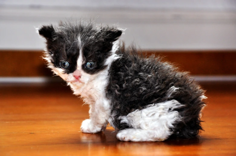 Malá kočka Devon Rex s kudrnatou srstí sedící na dřevěné podlaze.