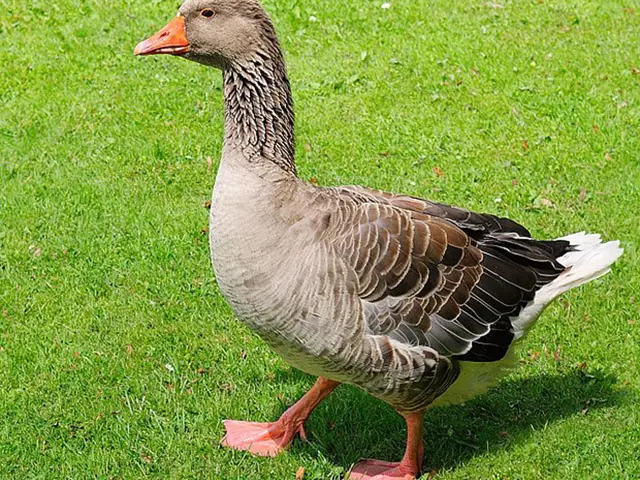 Šedá domácí husa stojí na zelené trávě.
