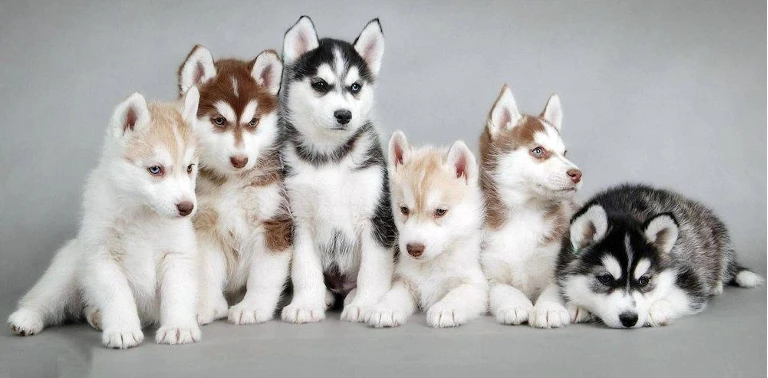 Šest štěňat sibiřského huskyho sedících vedle sebe.