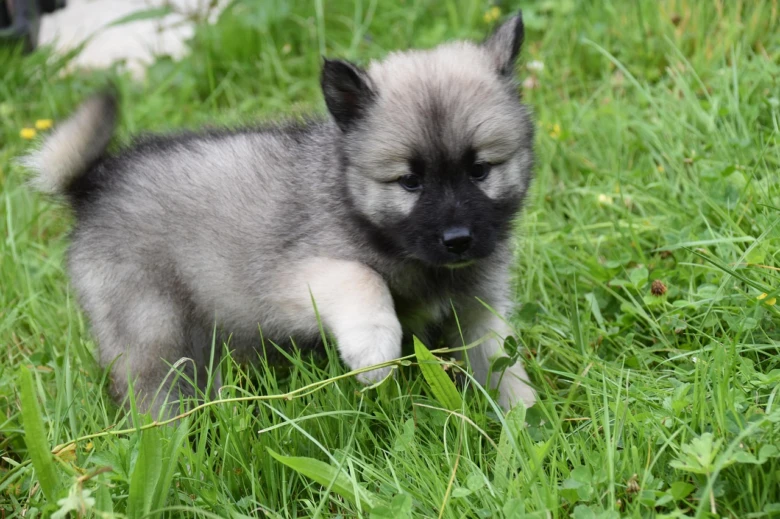 Mladý pes plemene eurasier stojí na zelené trávě.