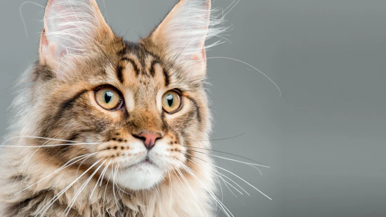 Portrét dlouhosrsté kočky plemene Maine Coon s výraznýma očima.
