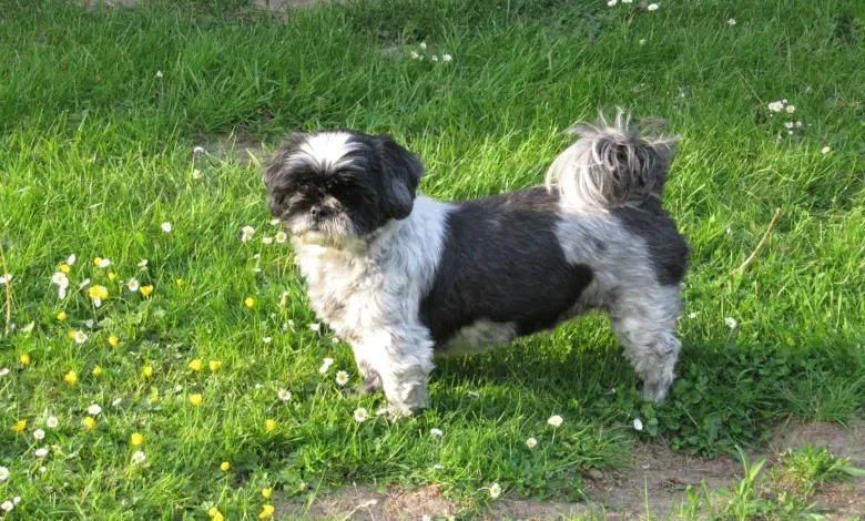 Černobílý shih-tzu stojí na trávníku s květy.