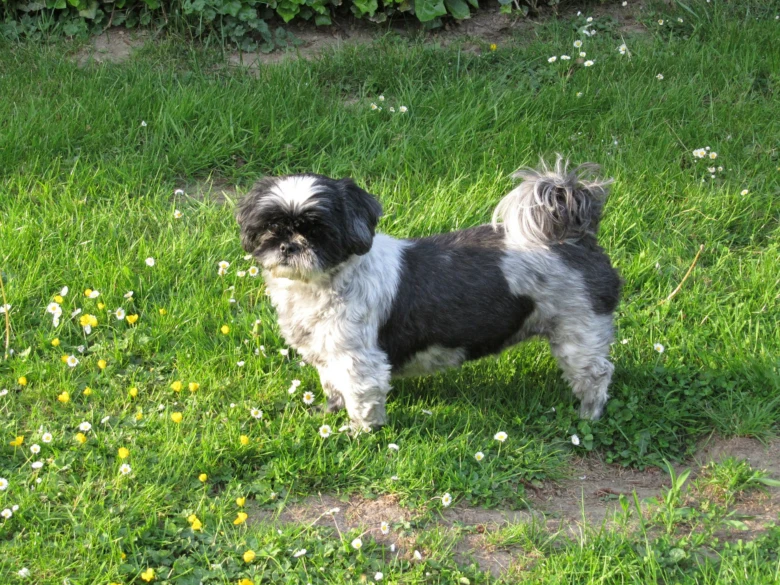 Černobílý shih-tzu stojí na trávníku s květy.