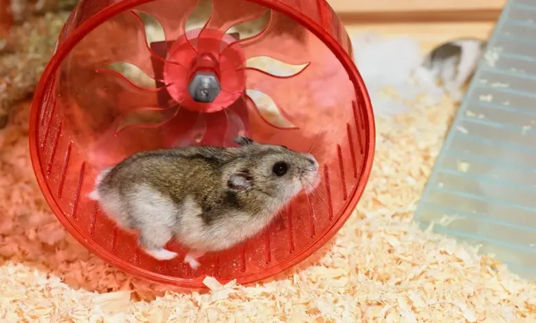 Křeček v červeném kolečku na dřevěných pilinách.