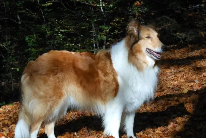 Sable bílá kolie stojí na podzimních listí v lese.