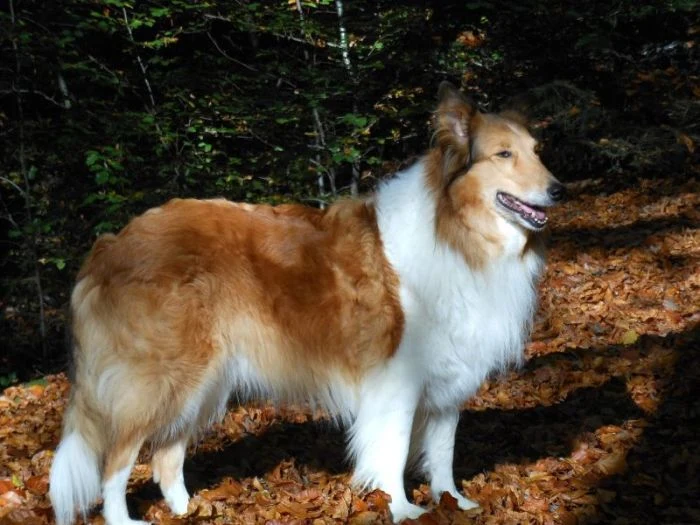 Sable bílá kolie stojí na podzimních listí v lese.