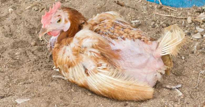 Slepice s odhalenou kůží a chybějícíma peřími příznaky nemoci.