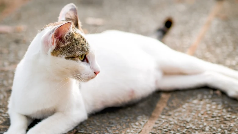 Pregnant cat lying down