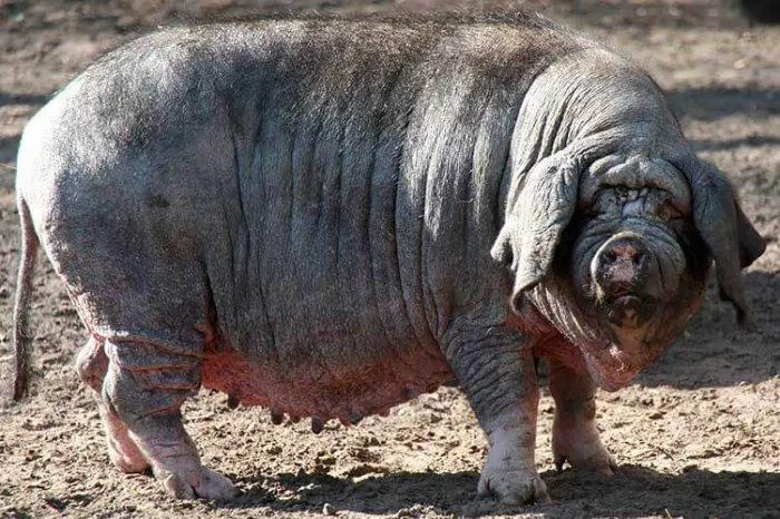 Velké čínské prase s vráskami stojí na zemi.