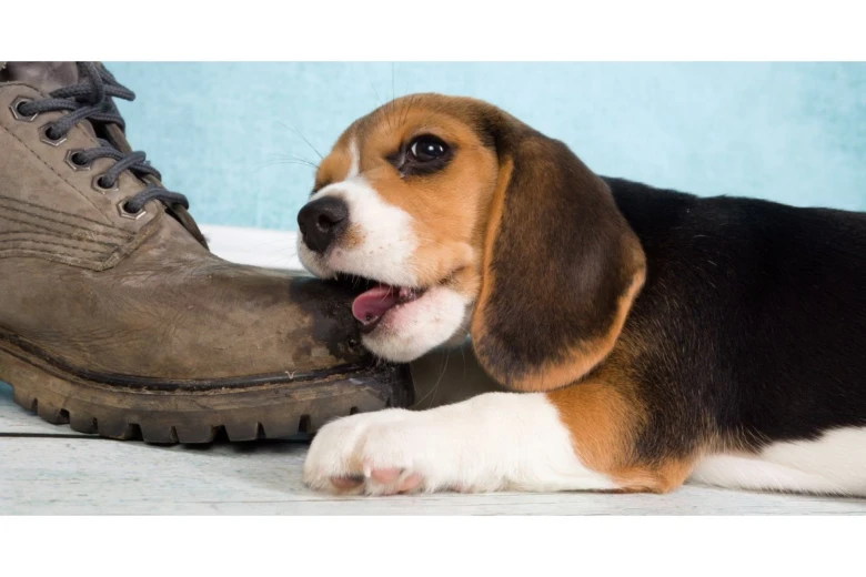 Beagle štěně kousá hnědý pracovní botu.