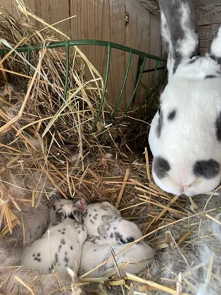 Mother rabbit with babies in hay nest