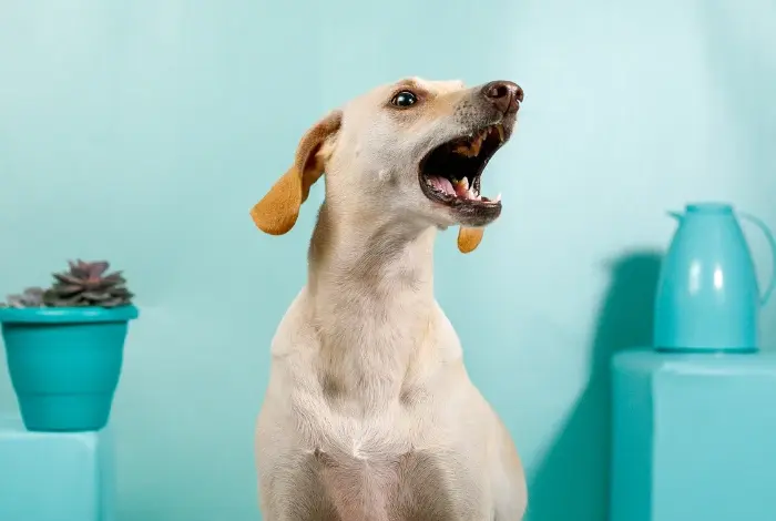 Žlutý labrador štěká nahoru na modrém pozadí.