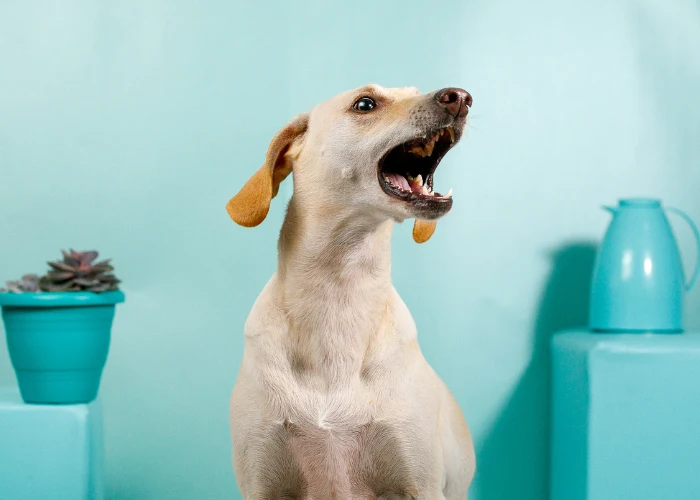 Žlutý labrador štěká nahoru na modrém pozadí.