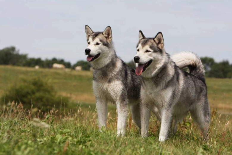 Dva štěstíci husky na trávníku v zahradě.