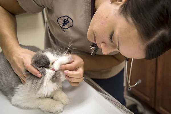 Veterinářka vyšetřuje kočku v ordinaci pro péči o zdraví.