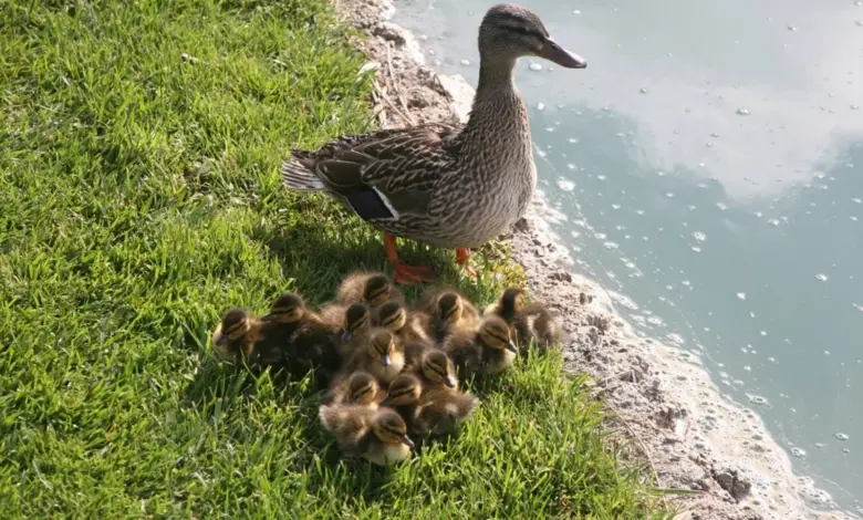 Matka kachna s mláďaty na trávníku u vody