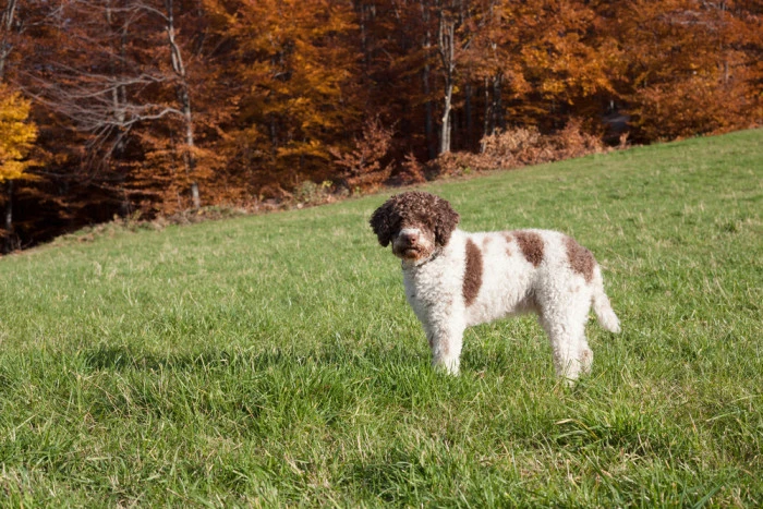 Bílý lagotto romagnolo s hnědými skvrnami stojí na trávníku.