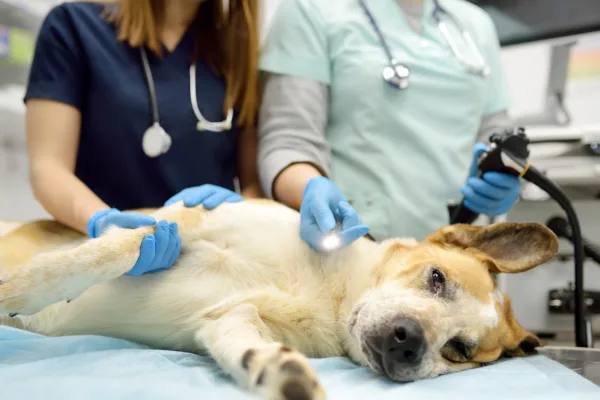 Pes leží na operačním stole po kastraci s veterináři.