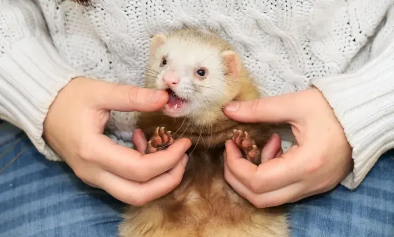 Freta domácí držená v náručí s otevřenou pusou.