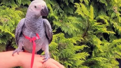 Šedá vakoveverka létavá sedí na ruce majitele.