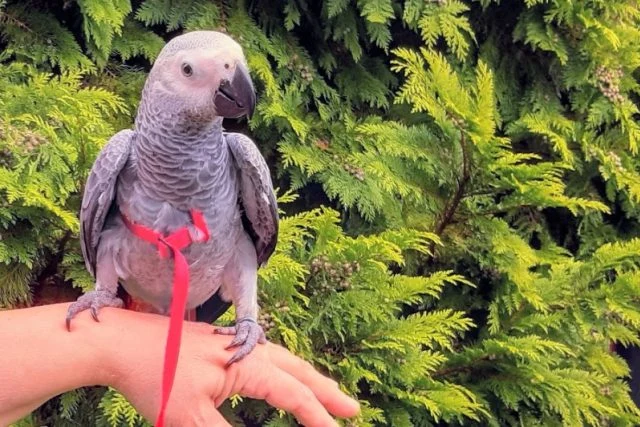 Šedá vakoveverka létavá sedí na ruce majitele.