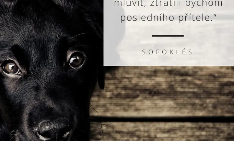 Black dog portrait