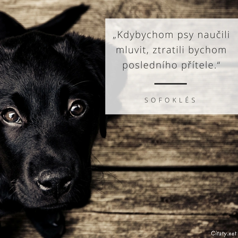 Black dog portrait