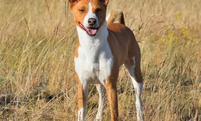 Basenji pes stojí v trávě s otevřenou pusou.