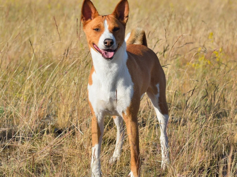 Basenji pes stojí v trávě s otevřenou pusou.