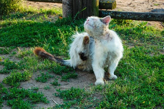 Bílá kočka se škrábne na krku venku v trávě.
