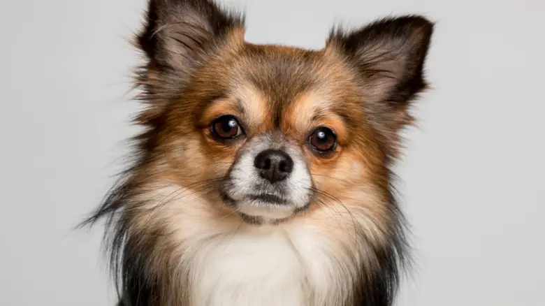 Portrét roztomilého chihuahuá s dlouhým srstí na světlém pozadí.