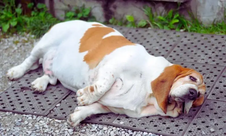 Přetěžký basset hound leží na dlažbě – příklad obezity u psa.