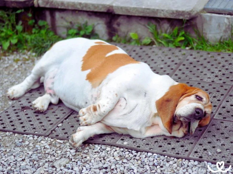 Přetěžký basset hound leží na dlažbě - příklad obezity u psa.