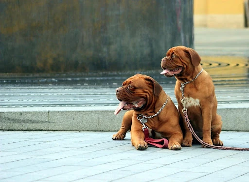 Dva hnědí psi plemene Dogue de Bordeaux sedící na dlažbě.