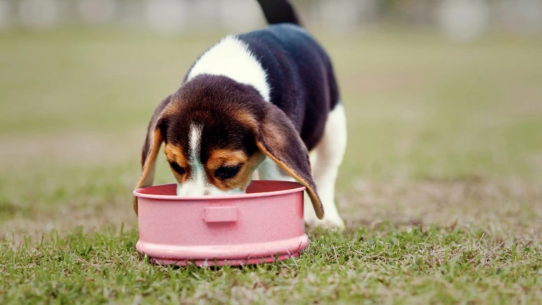 Štěně basset hound se krmí z růžové misky na trávníku.