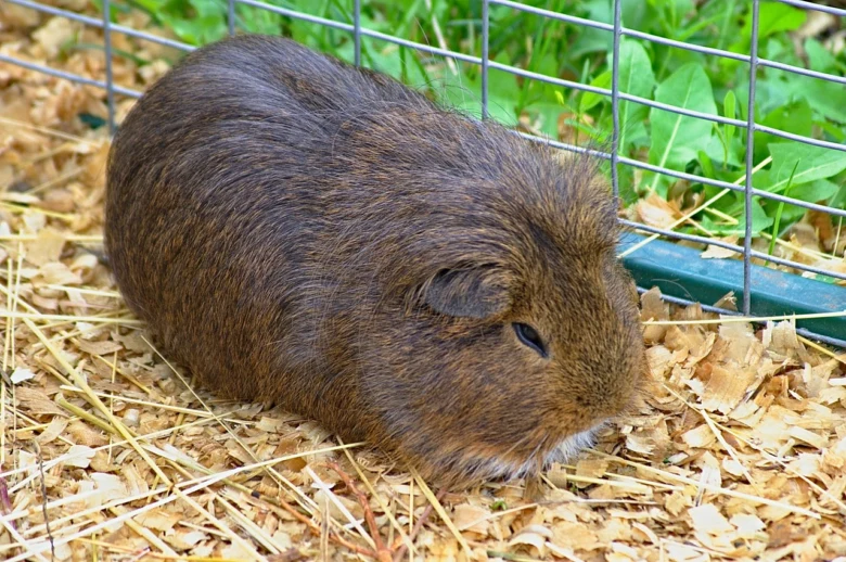 Hnědé morče sedí v kleci na dřevěných štěpce.