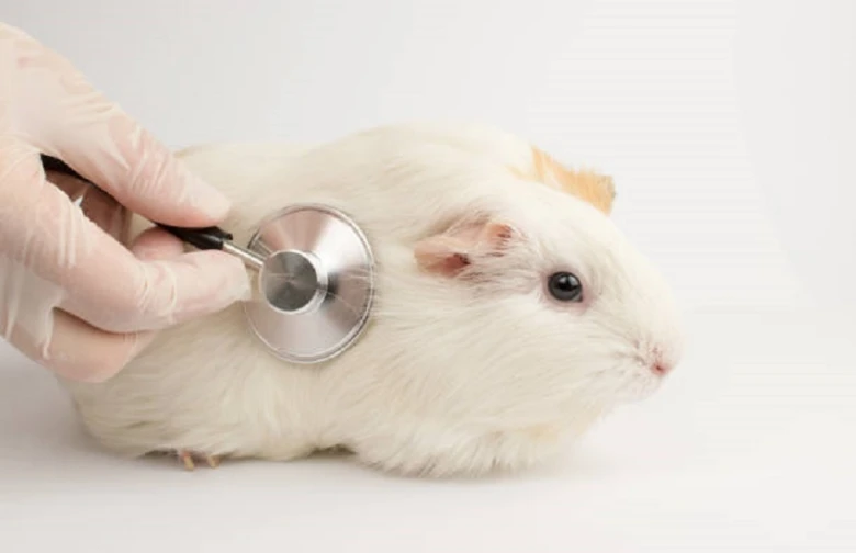 Veterinář zkouší morčeti pomocí fonendoskopu na bílém pozadí.
