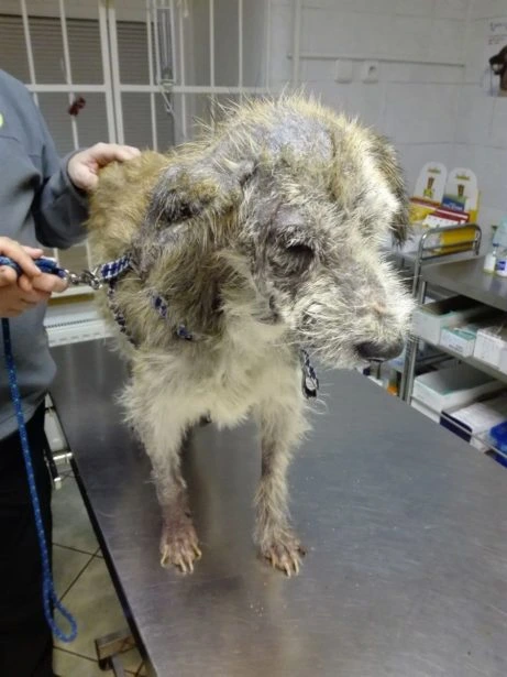 Nemocný pes s plísňovou infekcí na veterinárním stole.