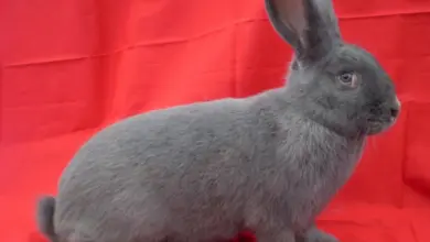 Modrý vídeňský králík sedící na červeném pozadí.