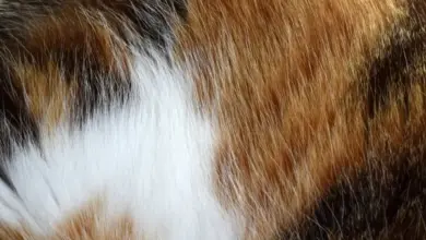 Blízky záběr na srst kočky plemene kaliko s bílou, oranžovou a černou barvou.
