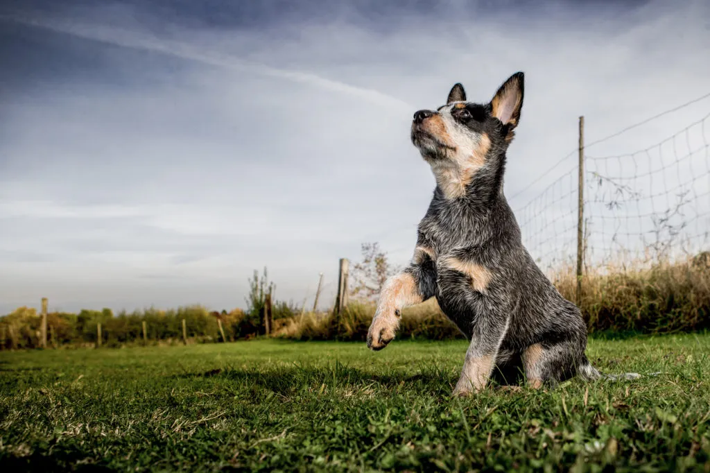 Australian cattle dog puppy
