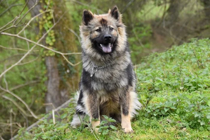 Plemeno eurasier sedí v přírodě s otevřenou pusou.