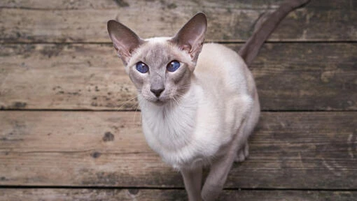 Oriental cat on wood floor