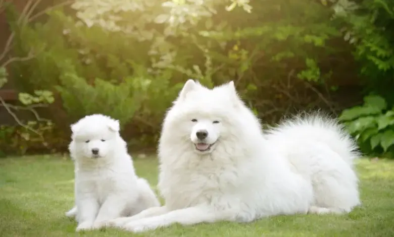 Bílý samojed s štěnětem sedící na trávníku.