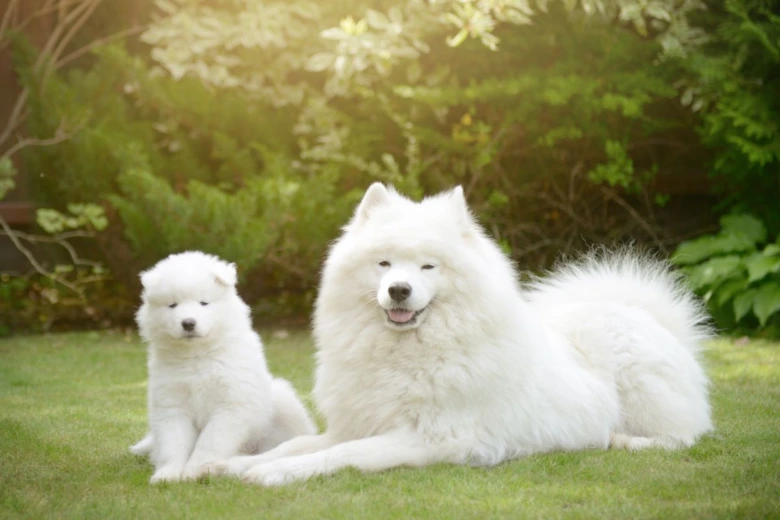 Bílý samojed s štěnětem sedící na trávníku.